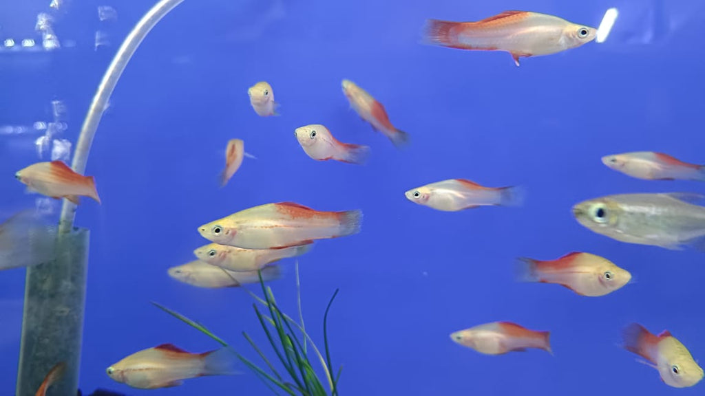 Pineapple Swordtail