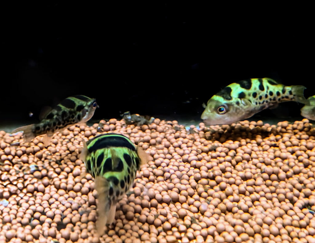 Fahaka