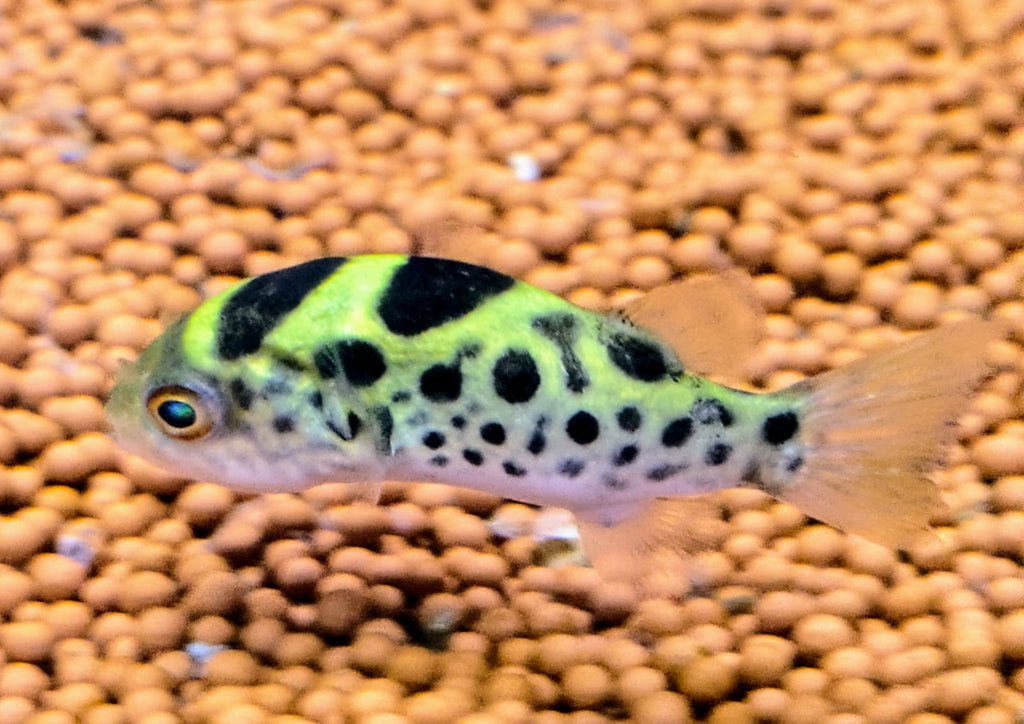 Fahaka
