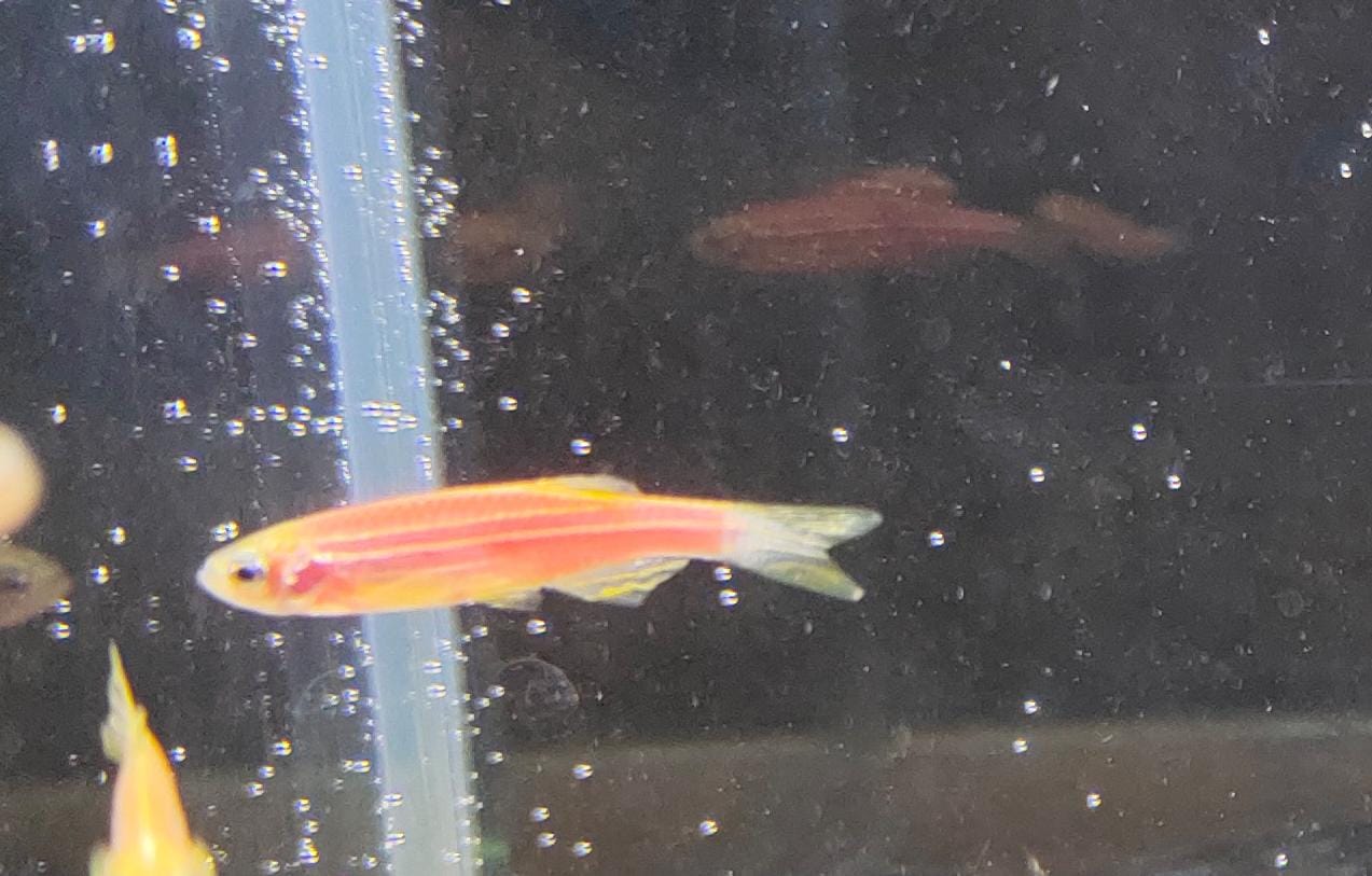 Zebra-danio-Pink