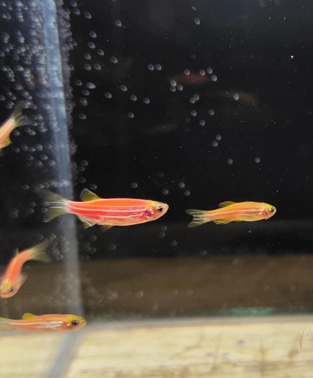 Zebra-danio-Pink