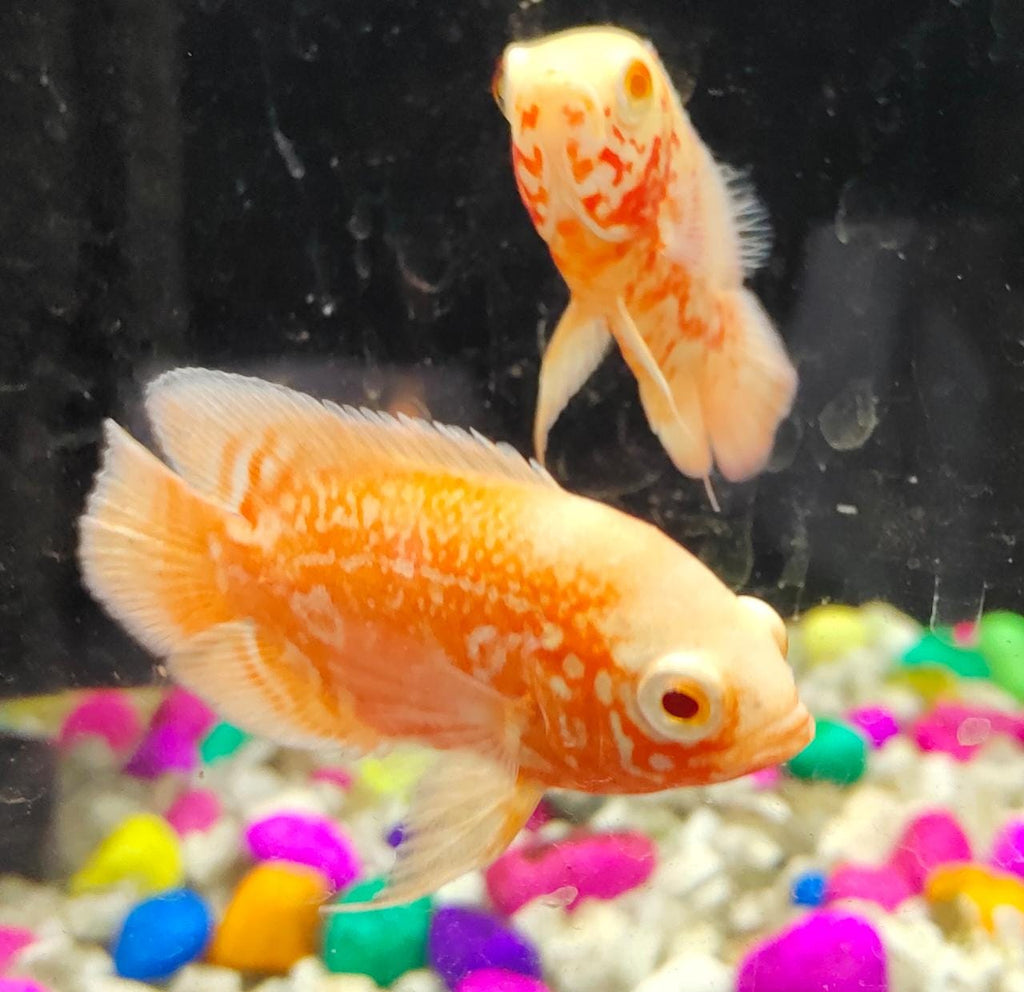 Albino Fire Red Oscar