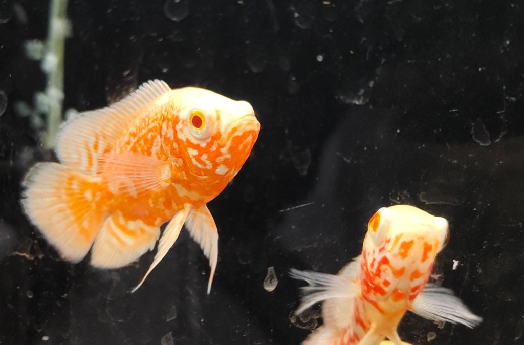 Albino Fire Red Oscar
