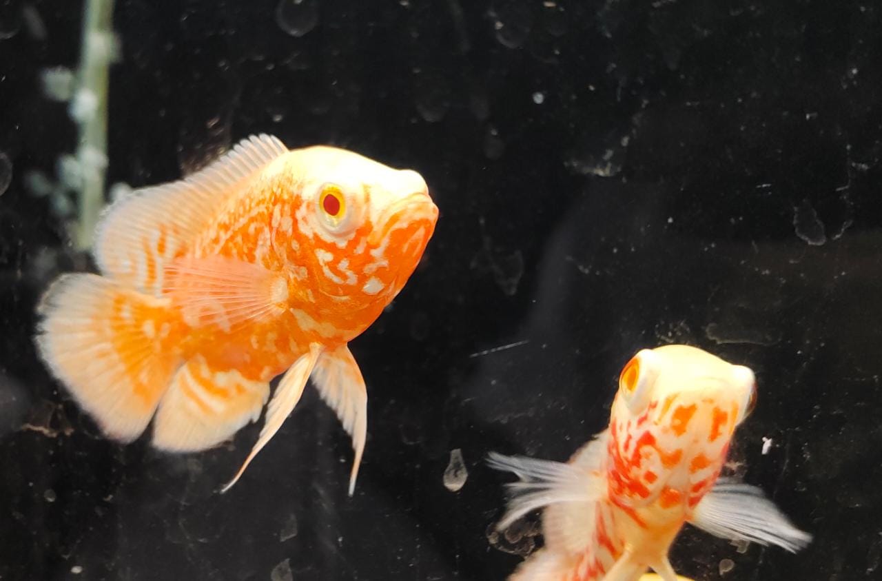 Albino Fire Red Oscar