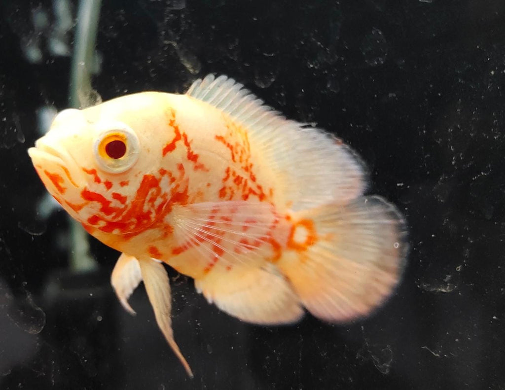 Albino Fire Red Oscar