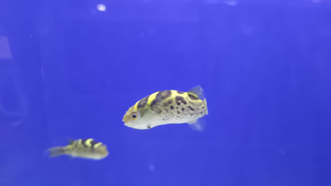 pufferfish