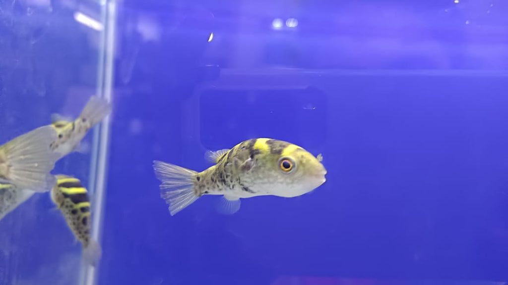 pufferfish