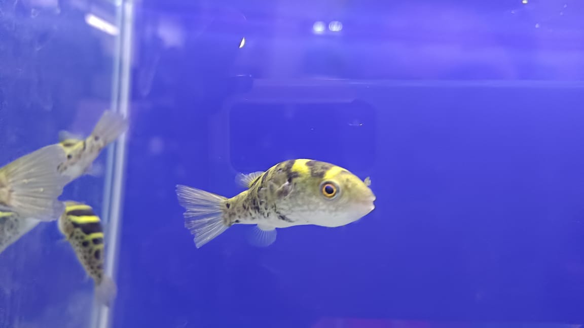 pufferfish