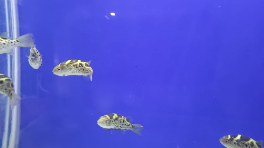 pufferfish