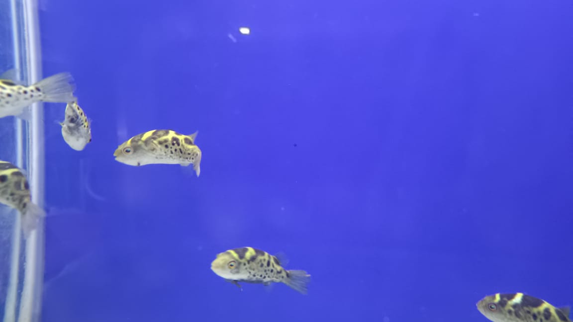 pufferfish