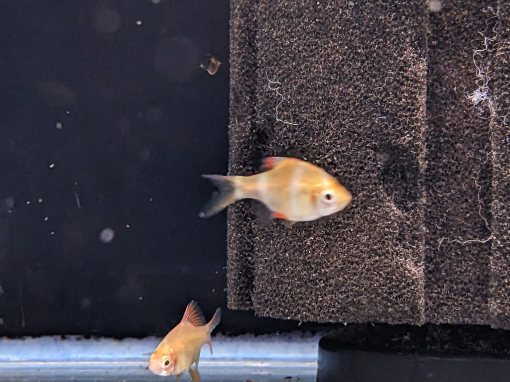 Albino Tiger Barb