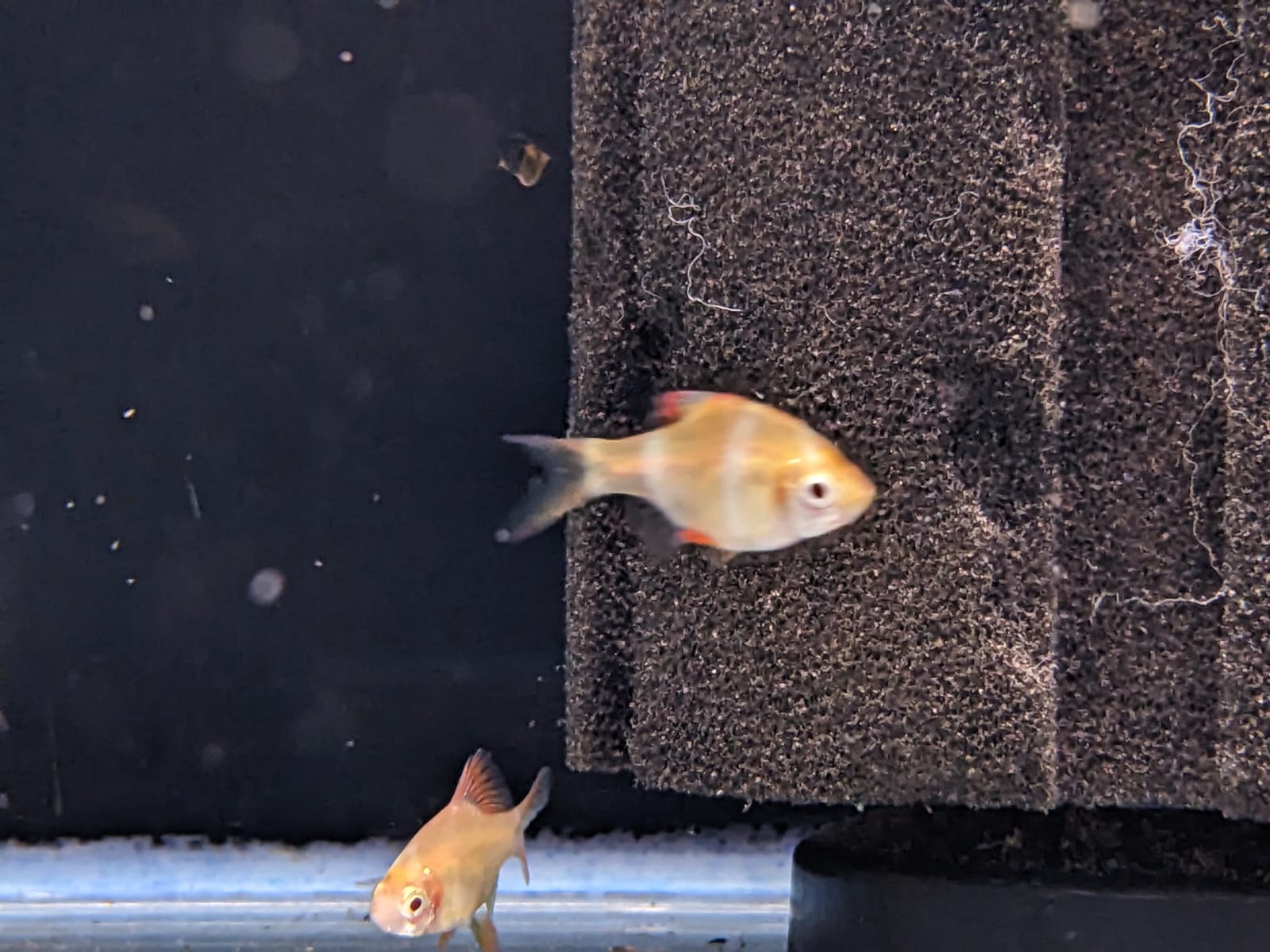 Albino Tiger Barb