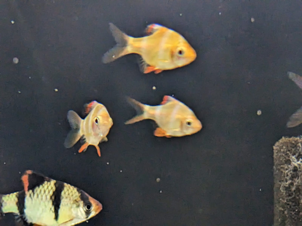 Albino Tiger Barb