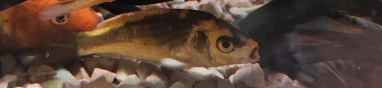 Kabuto Koi – Splashy Fin Aquarium Bengaluru