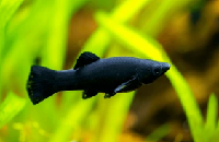 black molly