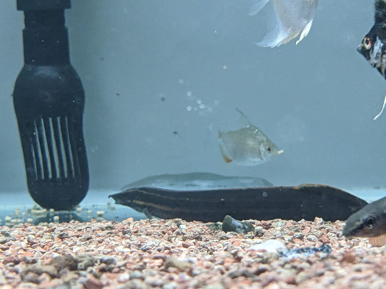 Fire red eel