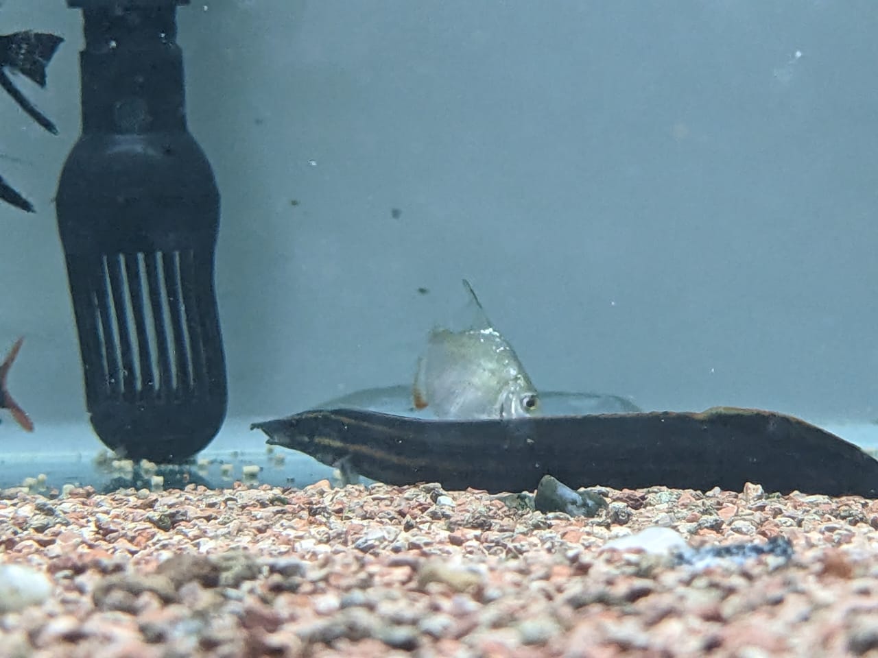 Fire red eel