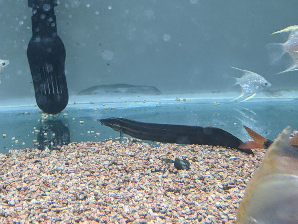 Fire red eel