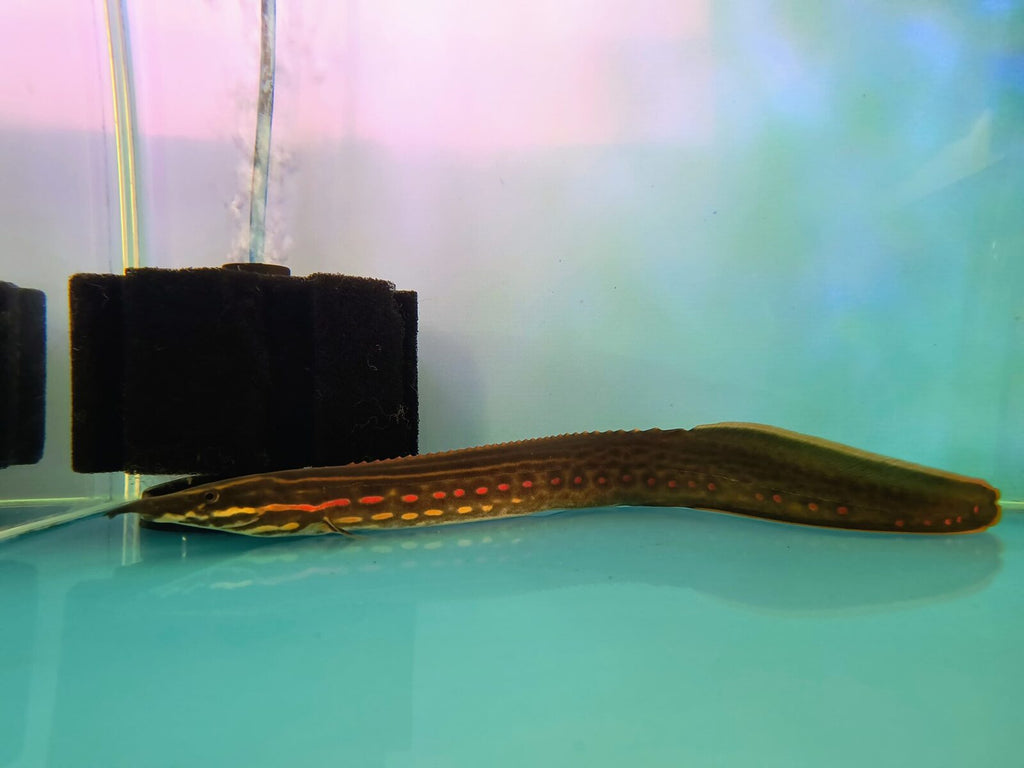 fire red eel