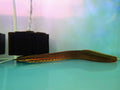 fire red eel