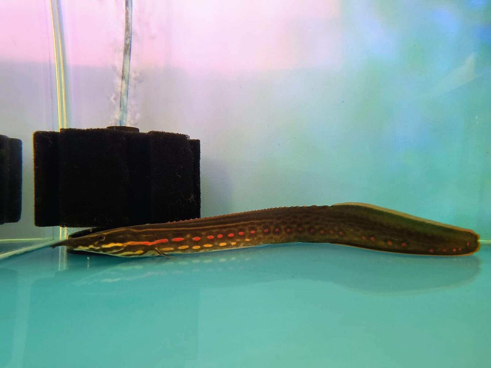 fire red eel