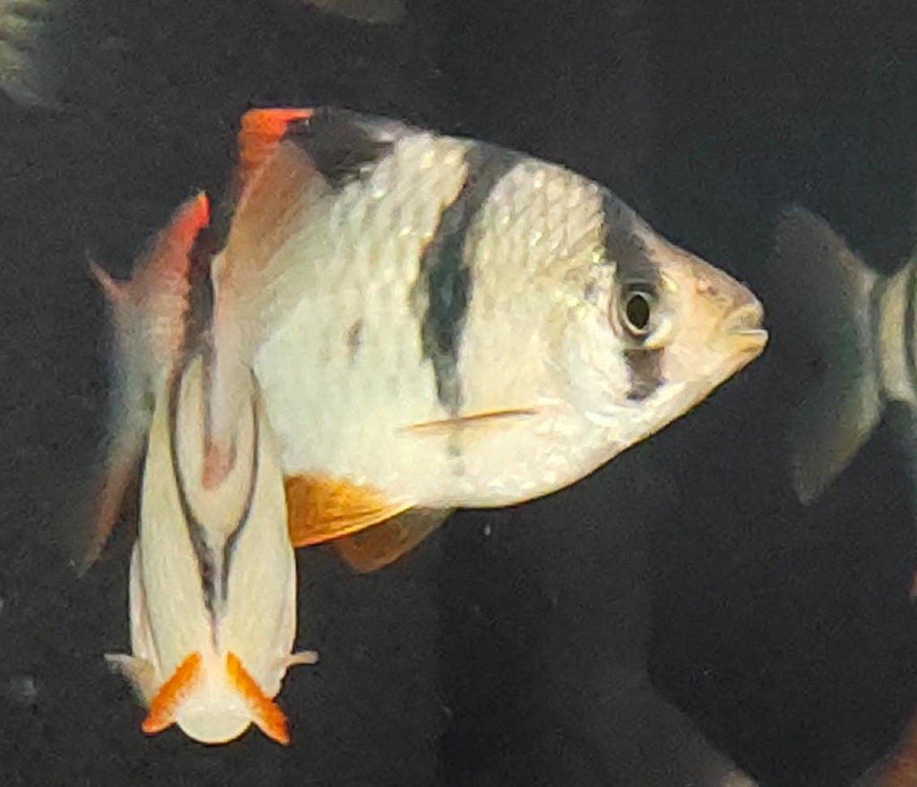 Tiger-barb