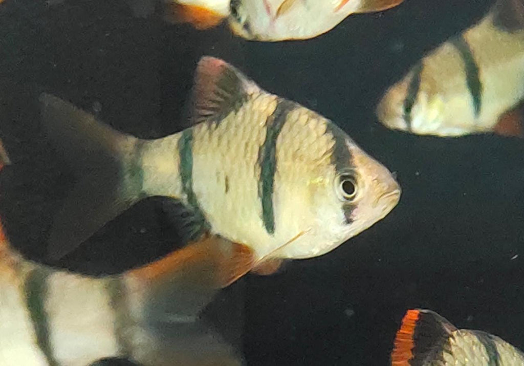 Tiger-barb