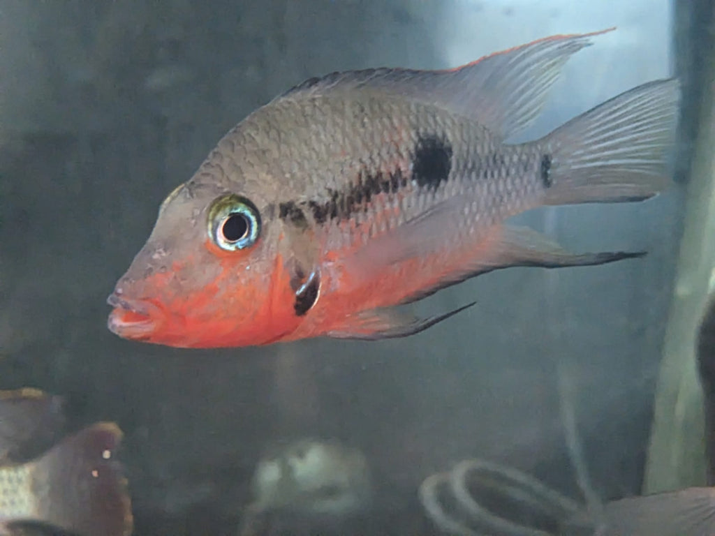 Firemouth Cichlid