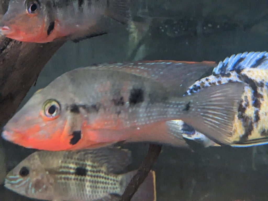 Firemouth Cichlid