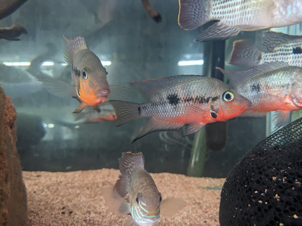 Firemouth Cichlid (3)