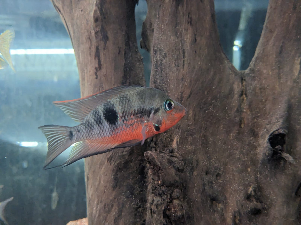 Firemouth Cichlid