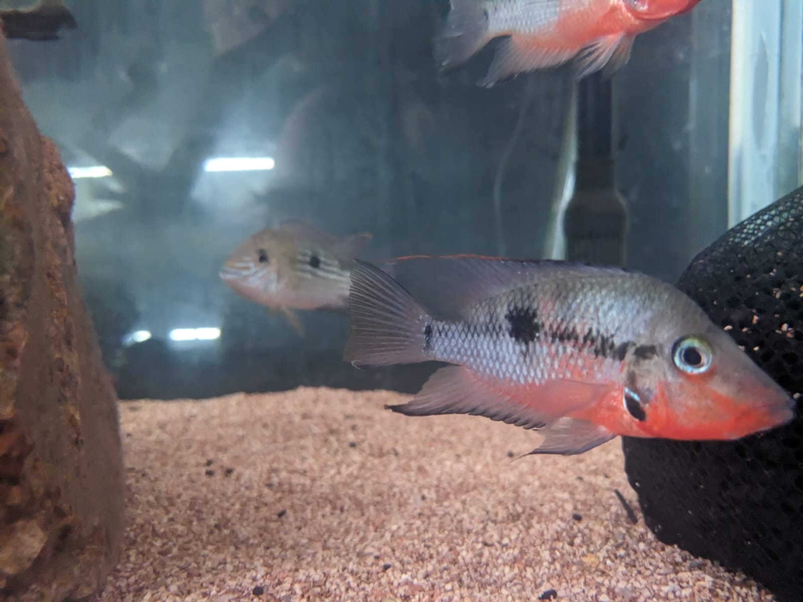 Firemouth Cichlid