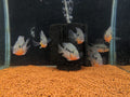 Firemouth Cichlid