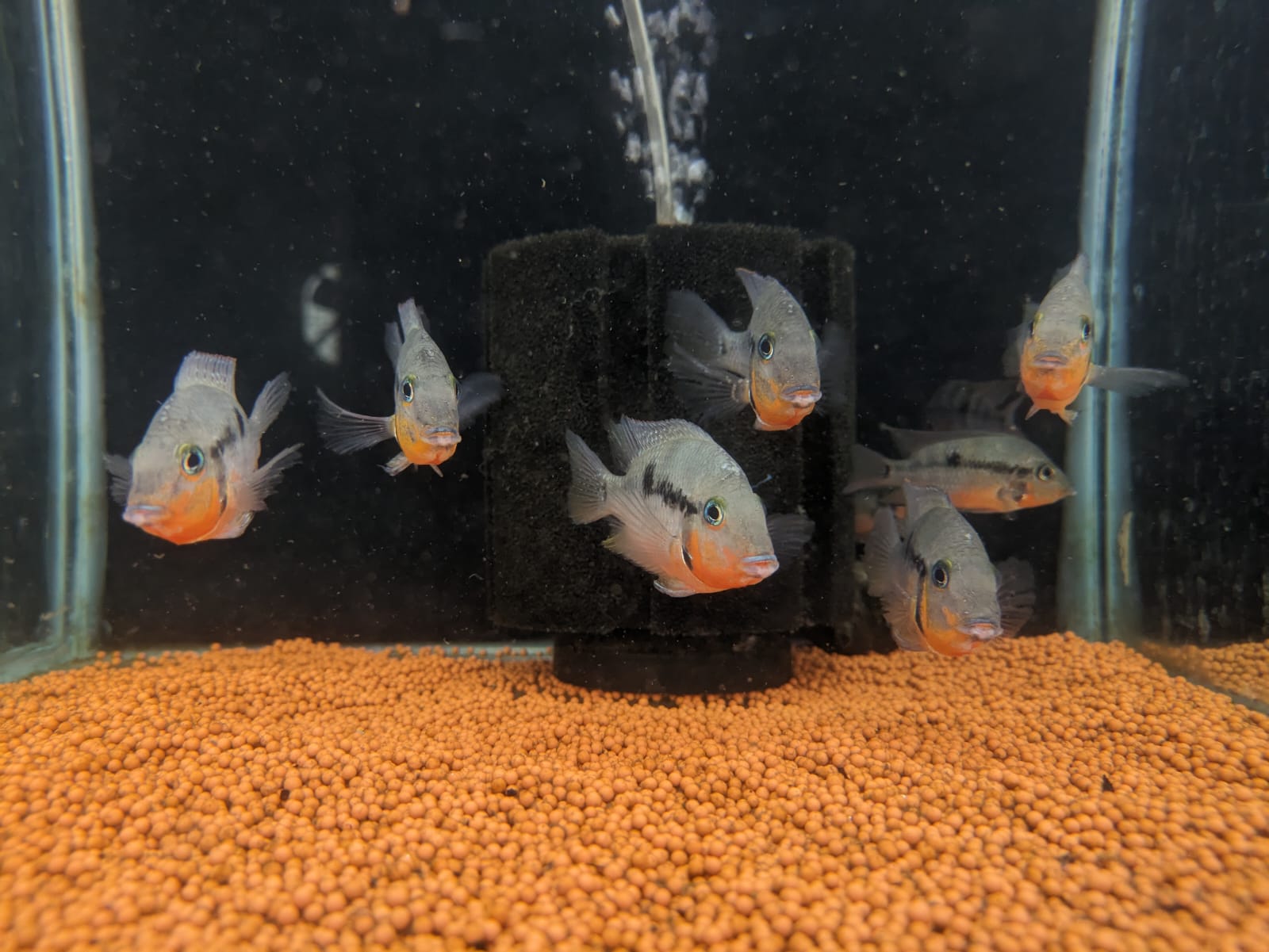 Firemouth Cichlid