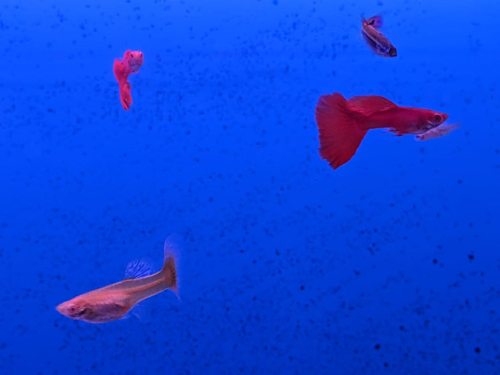 AFR Guppy Fish (3)