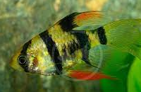 Veiltail Tiger Barb