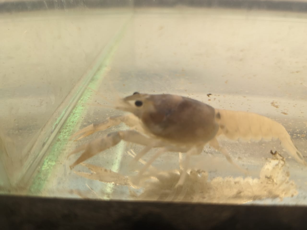 Ghost Crayfish