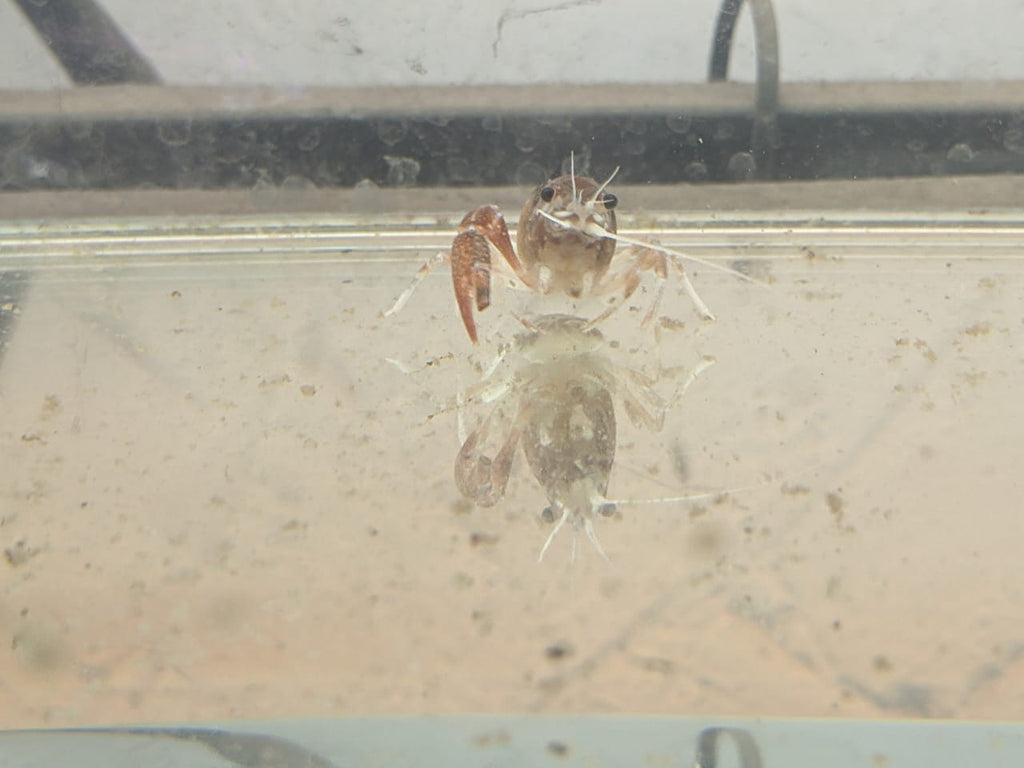 Ghost Crayfish
