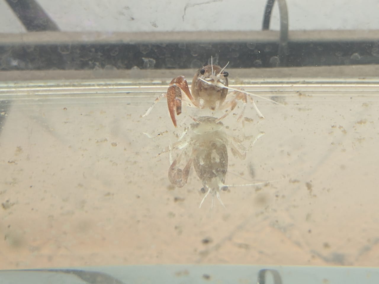 Ghost Crayfish