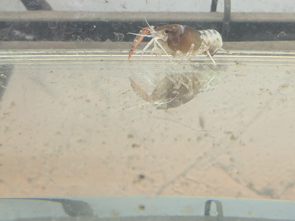 Ghost Crayfish