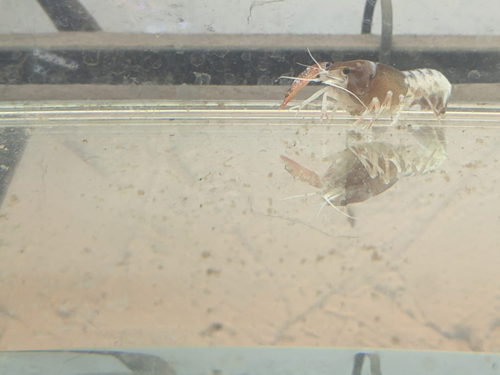 Ghost Crayfish