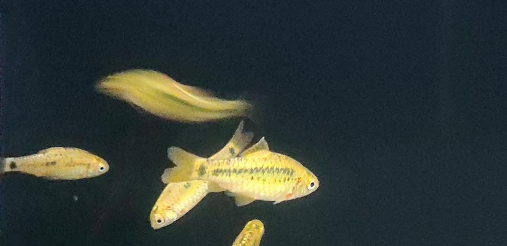 Golden Barb