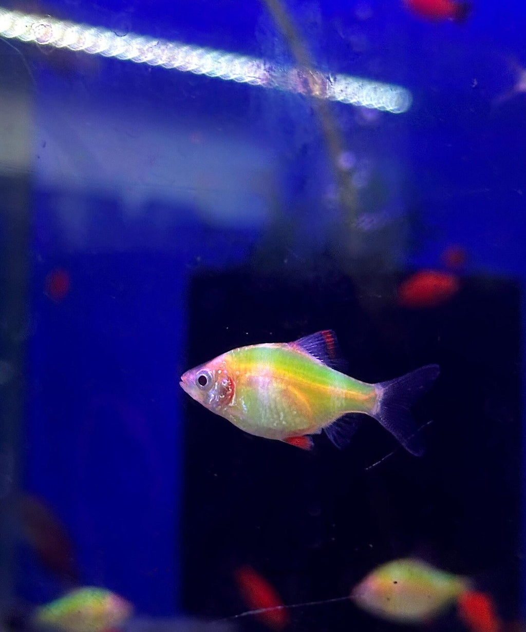 Green neon barb_neww (2)