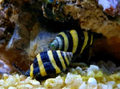 Bumble bee snail