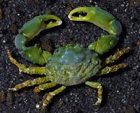 emerald crab