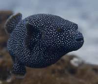 Black Spotted Puffer – Splashy Fin Aquarium Bengaluru
