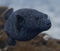 blackspotted puffer