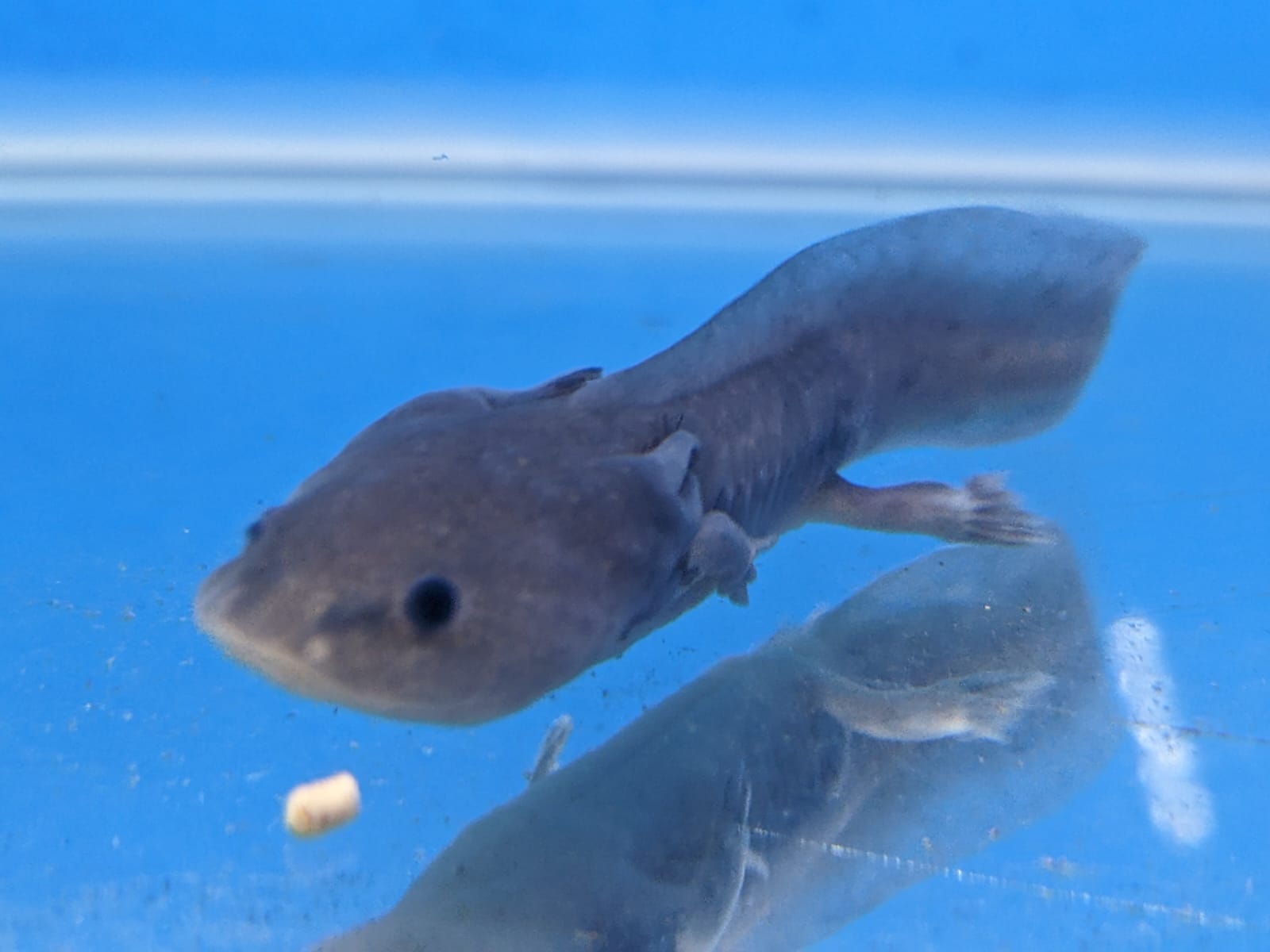 Green Axolotl
