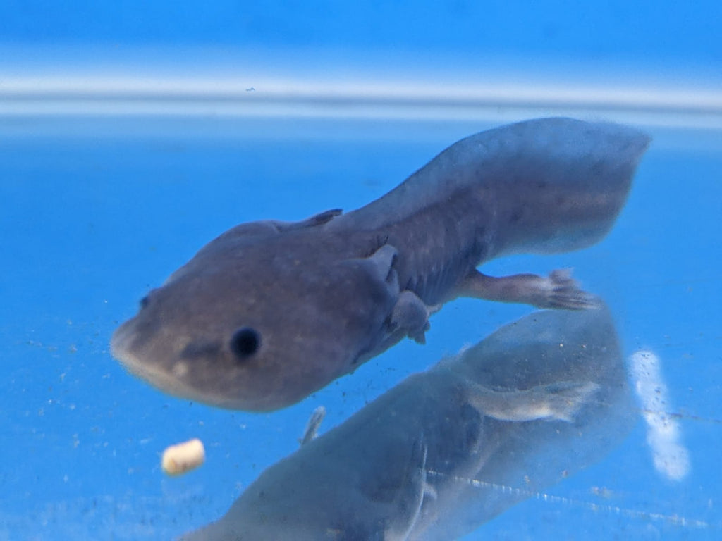Green Axolotl