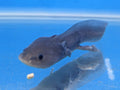 Green Axolotl